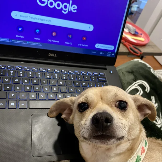 Noodle sitting beside an open laptop with a Google search page on the screen.